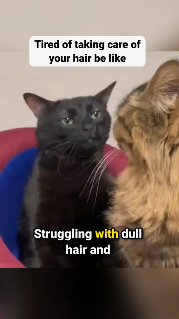Numb Cat Meme