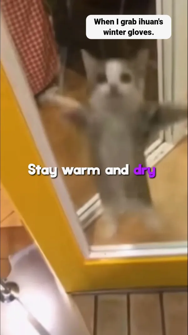 Happy Cat Meme