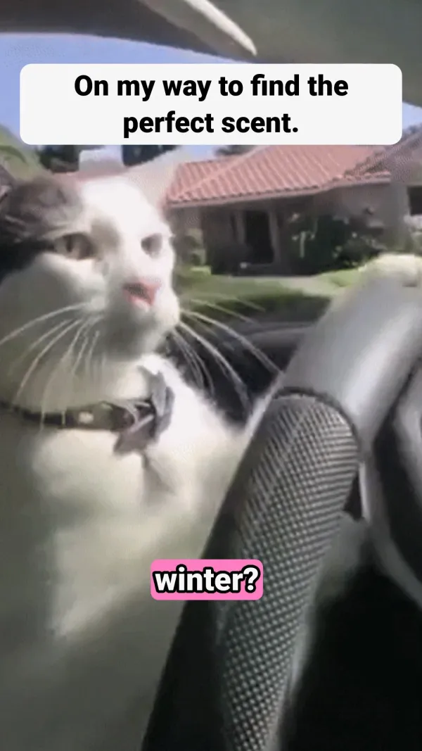 Cat Driver Meme