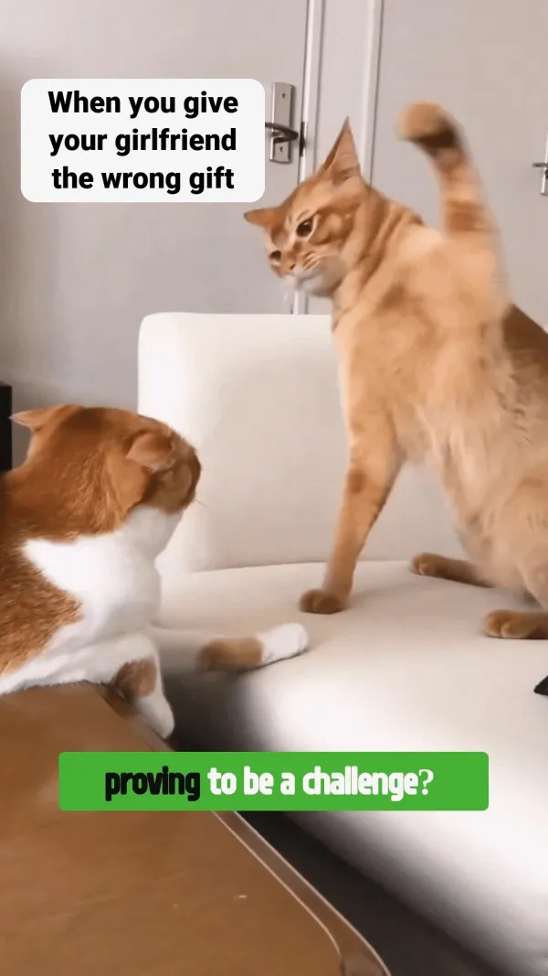 Beaten Cat Meme